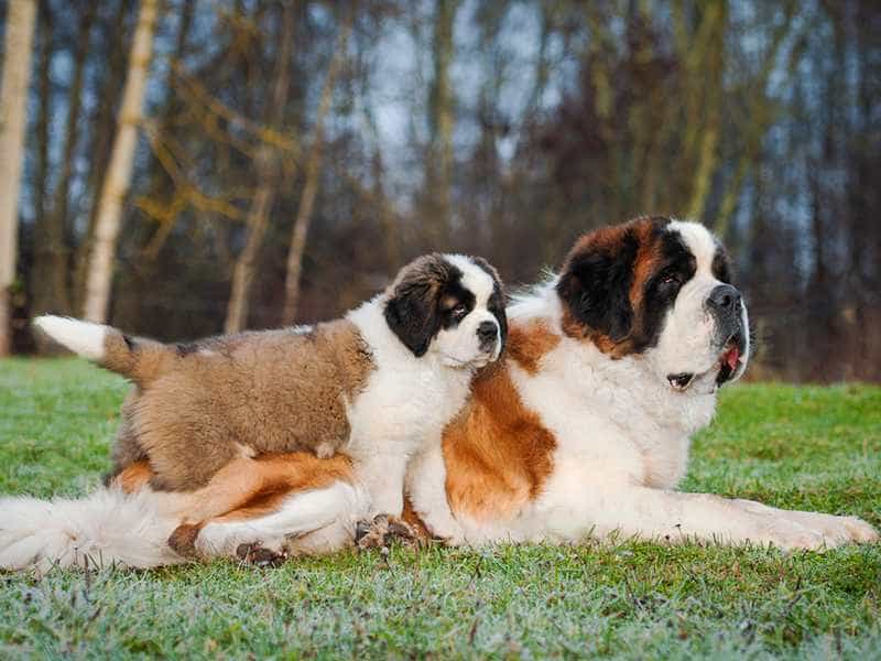 tat-ca-ve-giong-cho-saint-bernard-nguoi-hung-cuu-ho