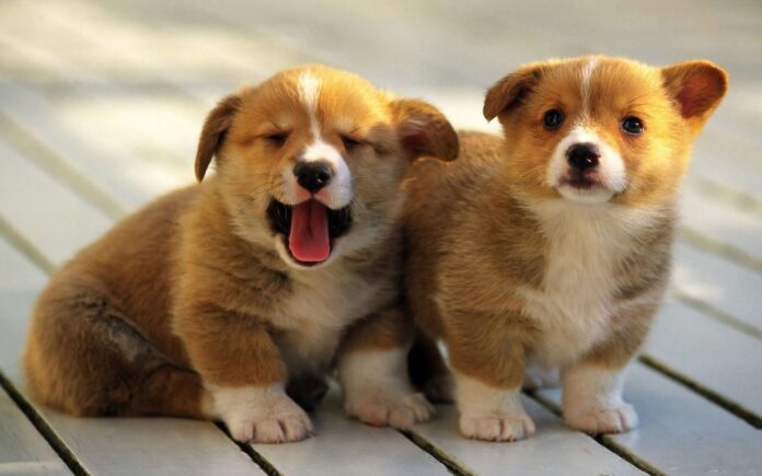 tat-tan-tat-ve-giong-cho-welsh-corgi-pembroke