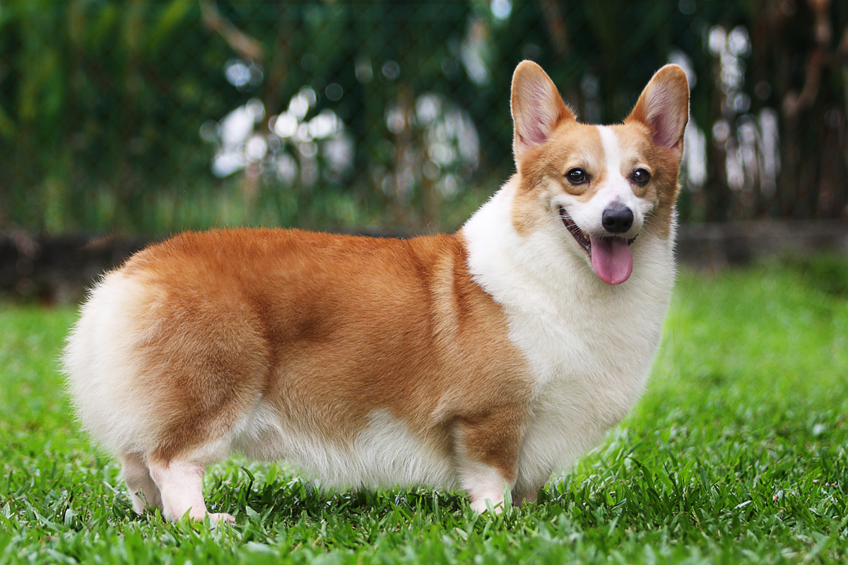 tat-tan-tat-ve-giong-cho-welsh-corgi-pembroke