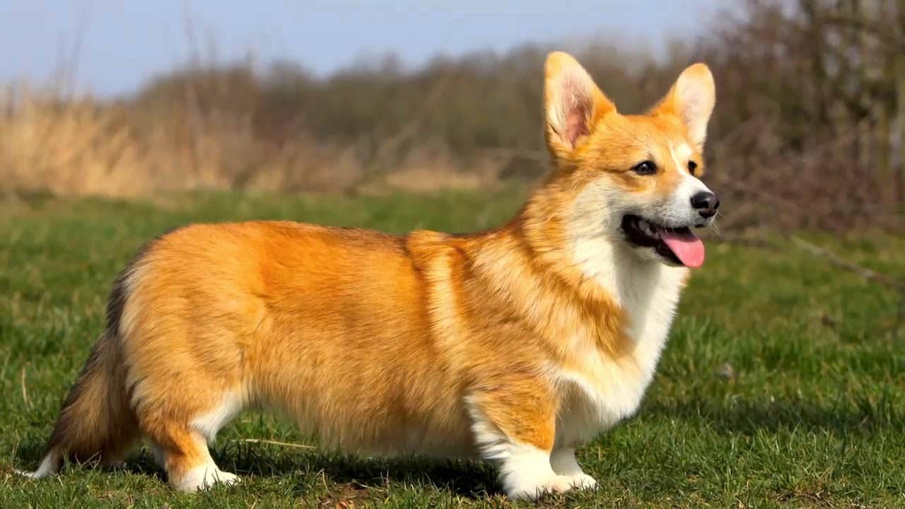 tat-tan-tat-ve-giong-cho-welsh-corgi-pembroke