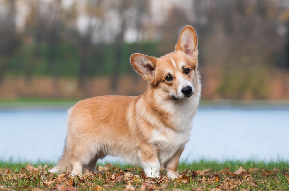 tat-tan-tat-ve-giong-cho-welsh-corgi-pembroke