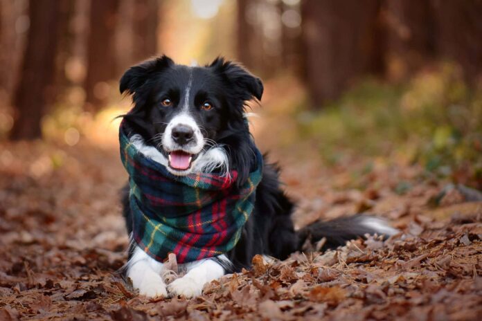 thong-minh-va-nang-dong-bac-nhat-cho-border-collie