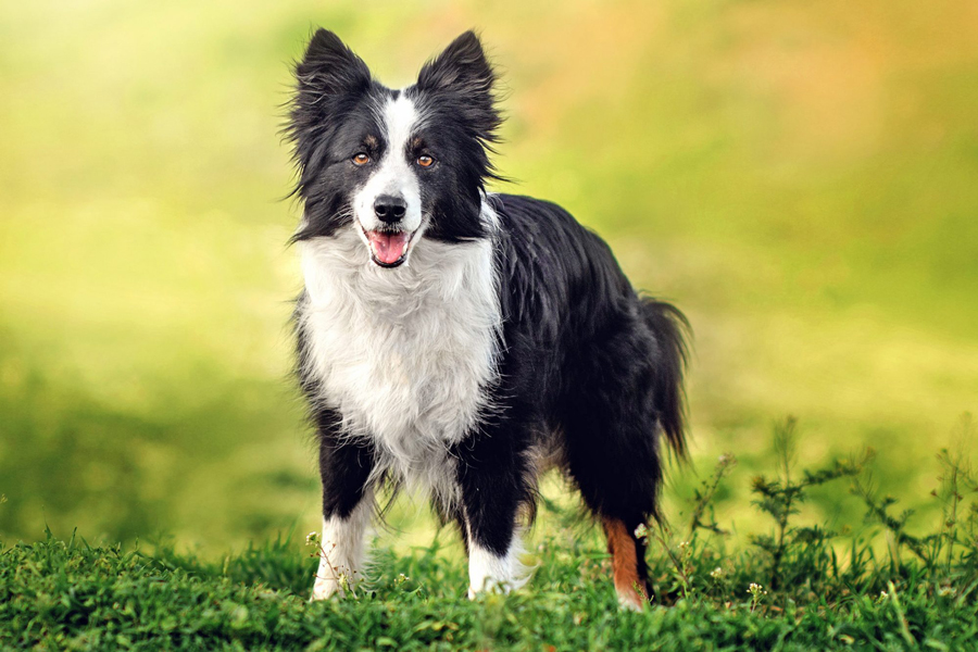 thong-minh-va-nang-dong-bac-nhat-cho-border-collie