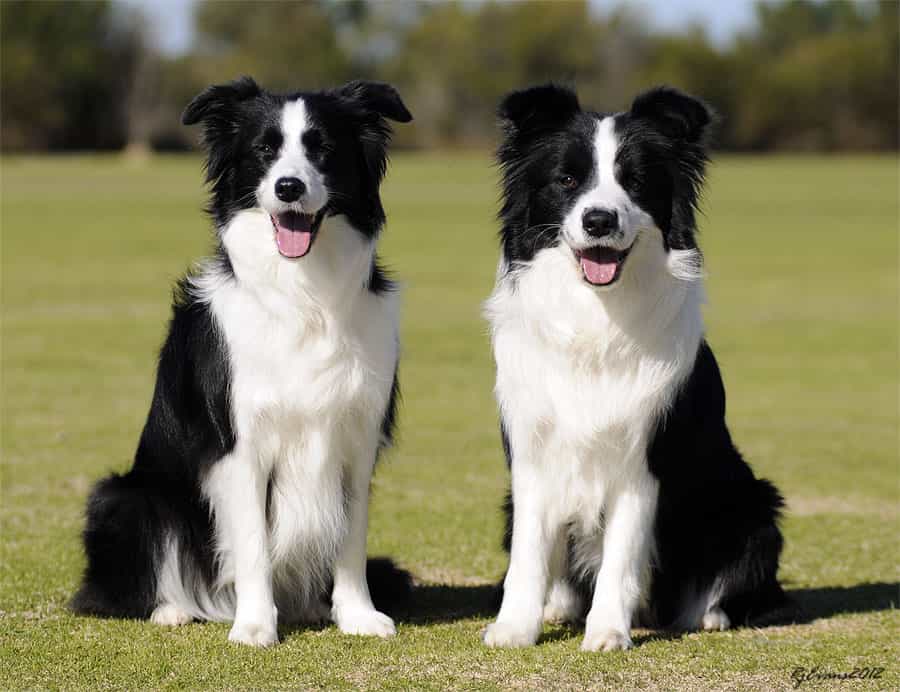 thong-minh-va-nang-dong-bac-nhat-cho-border-collie