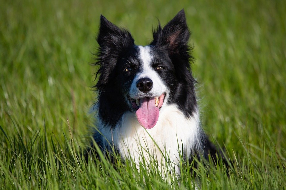 thong-minh-va-nang-dong-bac-nhat-cho-border-collie