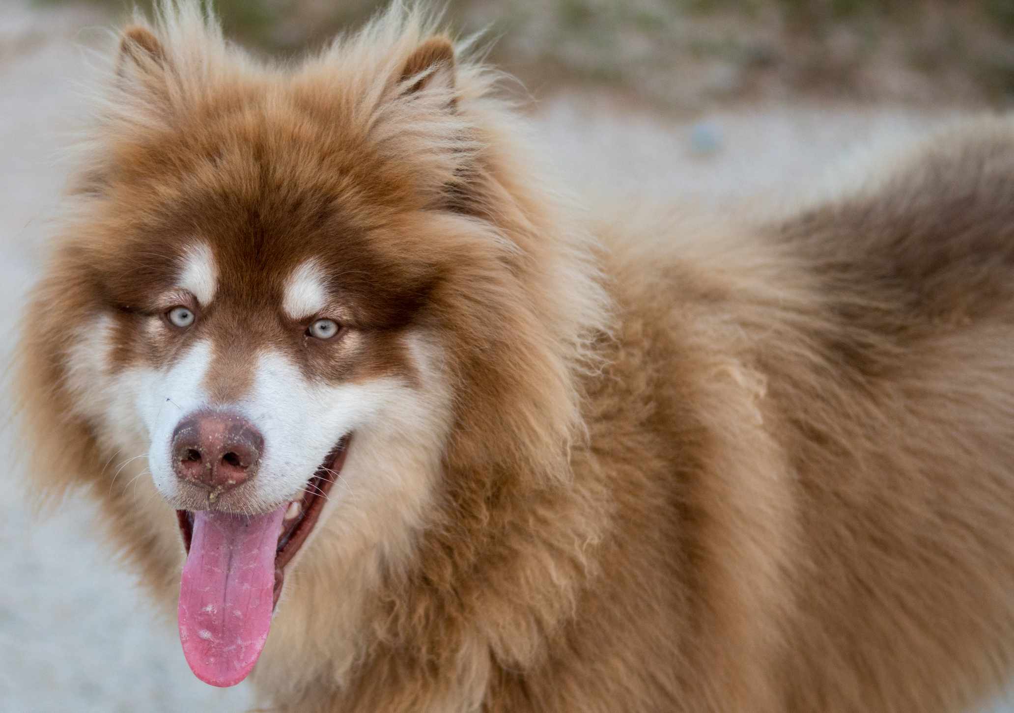 tim-hieu-ve-giong-cho-alaska-malamute-ga-khong-lo-hien-lanh