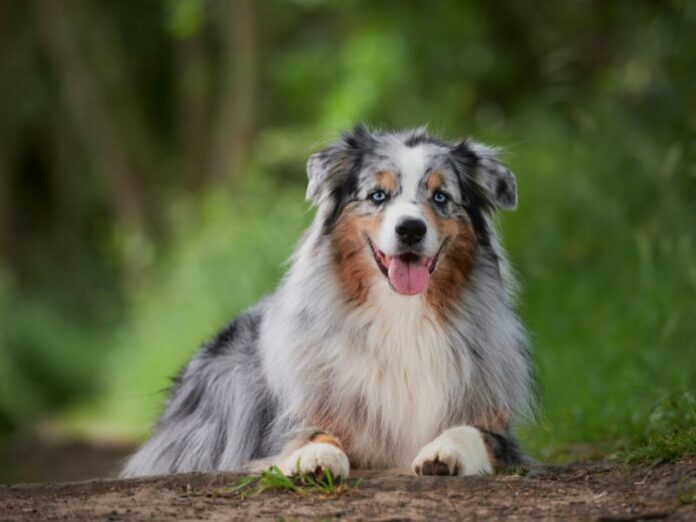 tim-hieu-ve-giong-cho-australian-shepherd-thong-minh-va-de-huan-luyen