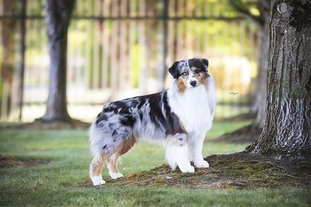 tim-hieu-ve-giong-cho-australian-shepherd-thong-minh-va-de-huan-luyen