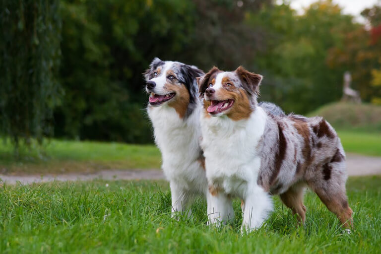 tim-hieu-ve-giong-cho-australian-shepherd-thong-minh-va-de-huan-luyen