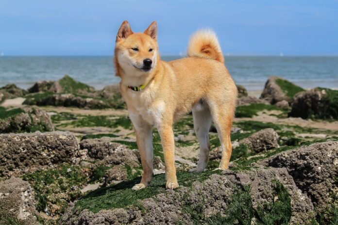 tim-hieu-ve-giong-cho-shiba-inu-thong-minh-va-tinh-nghich