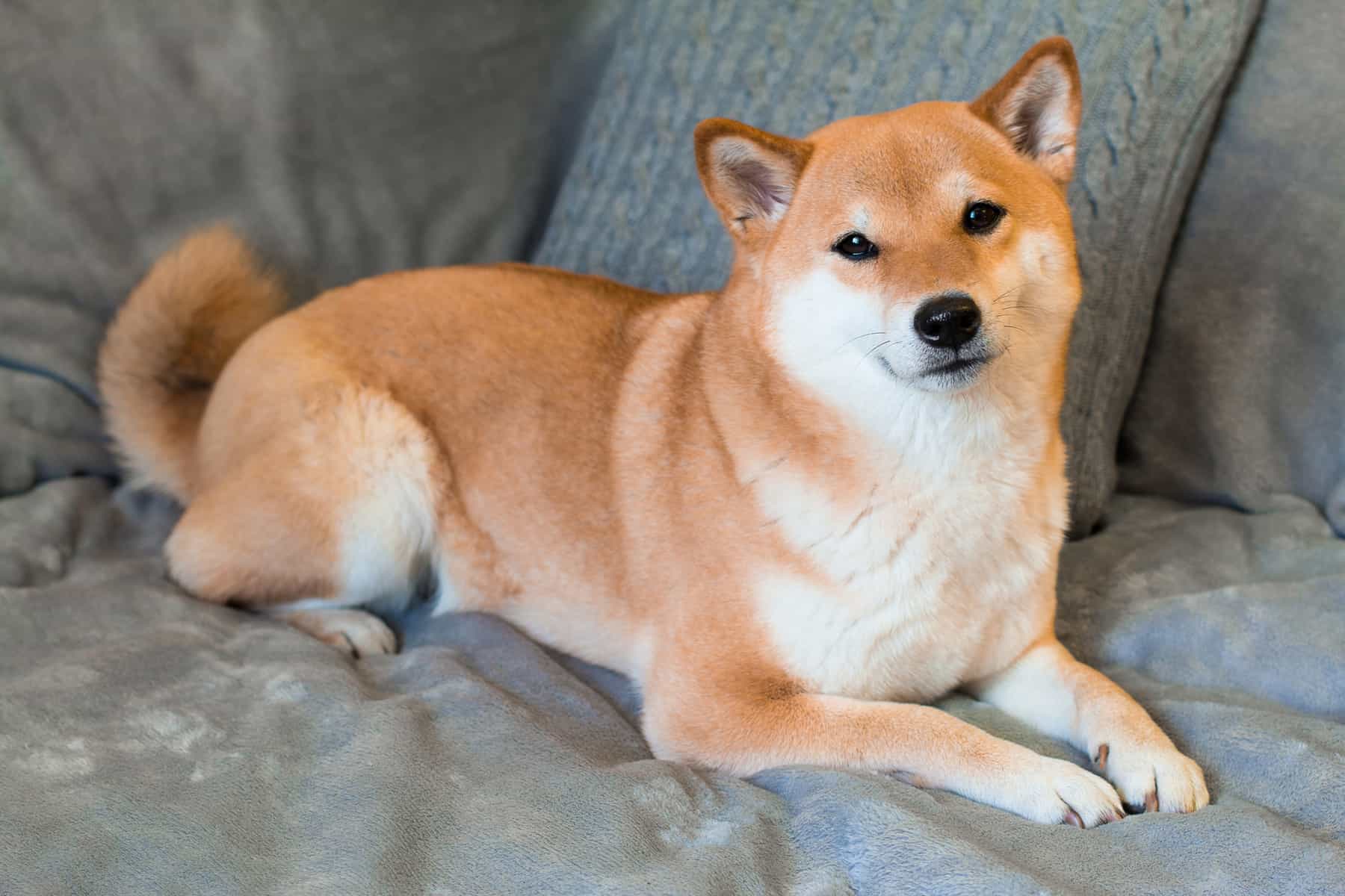 tim-hieu-ve-giong-cho-shiba-inu-thong-minh-va-tinh-nghich