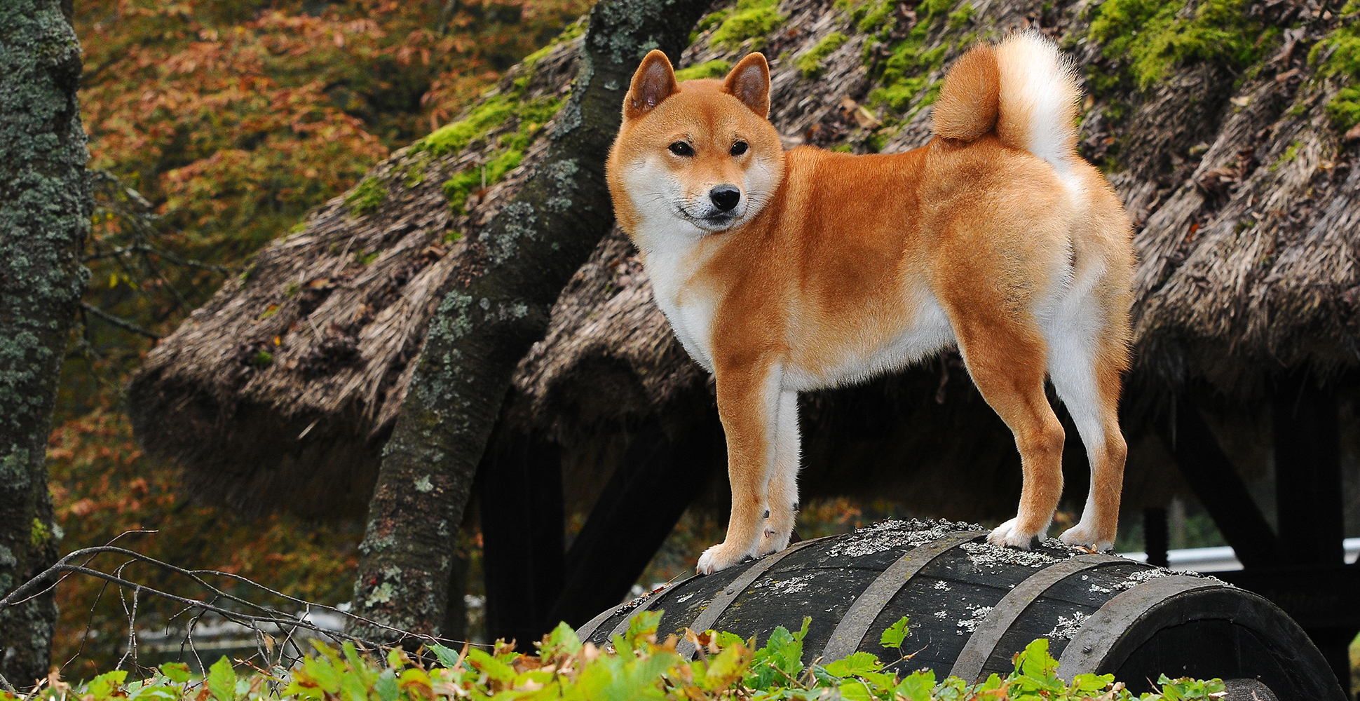 tim-hieu-ve-giong-cho-shiba-inu-thong-minh-va-tinh-nghich