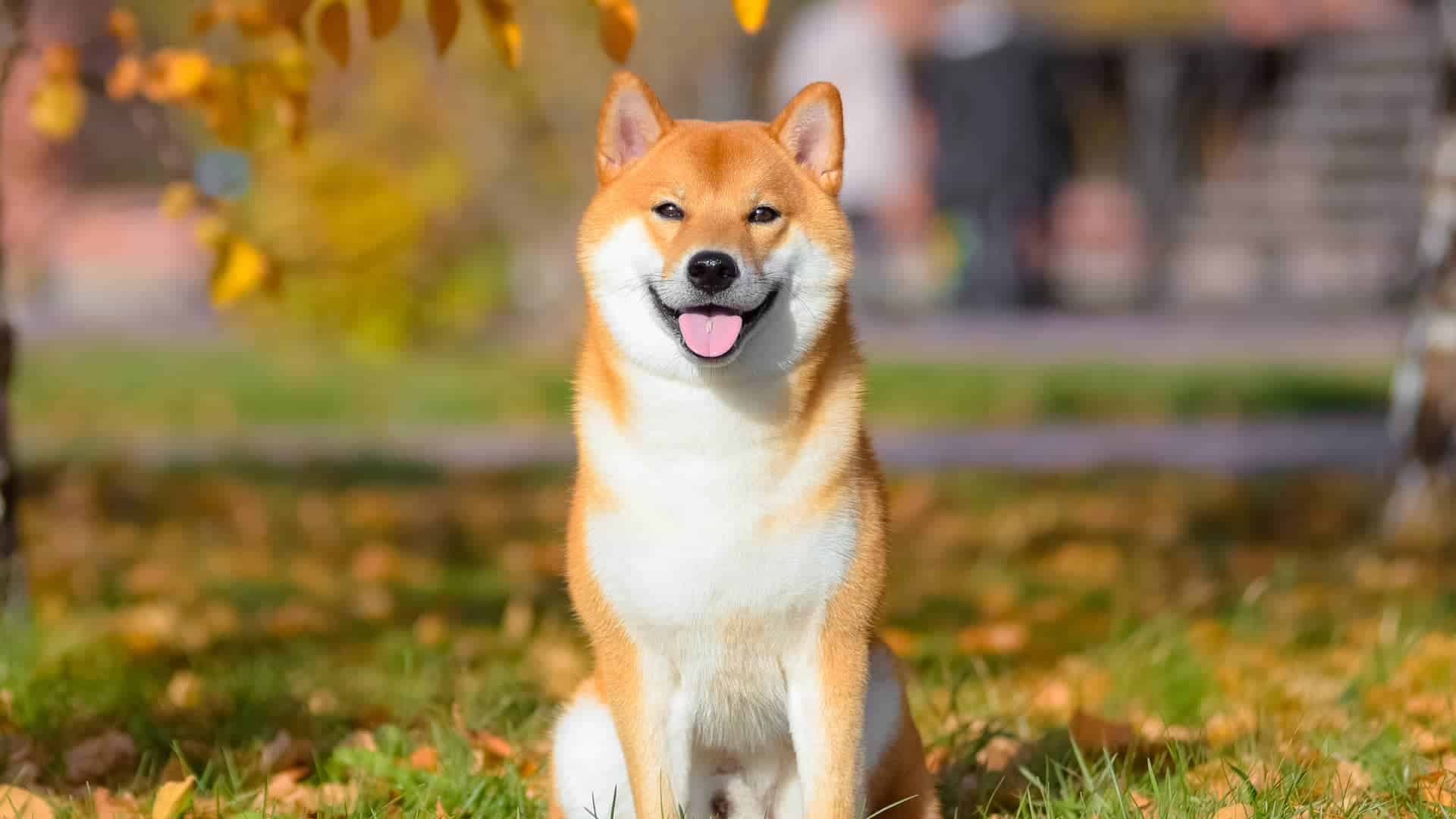 tim-hieu-ve-giong-cho-shiba-inu-thong-minh-va-tinh-nghich