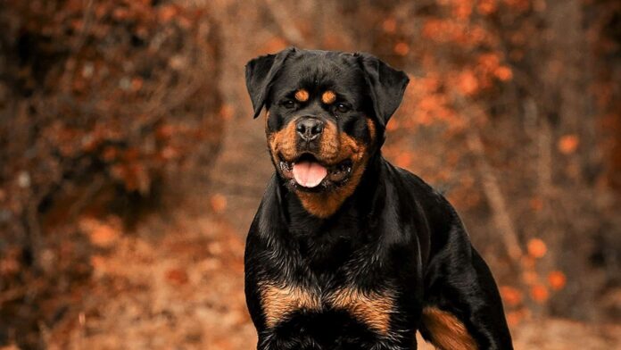 trung-thanh-va-dung-cam-giong-cho-rottweiler