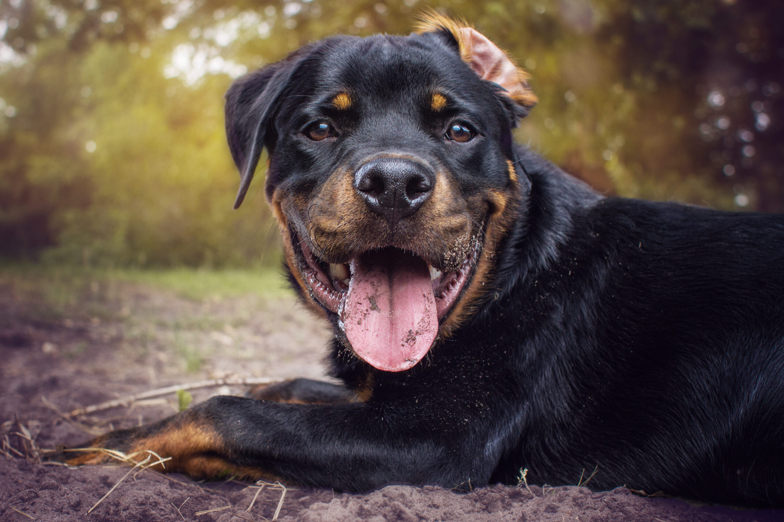 trung-thanh-va-dung-cam-giong-cho-rottweiler