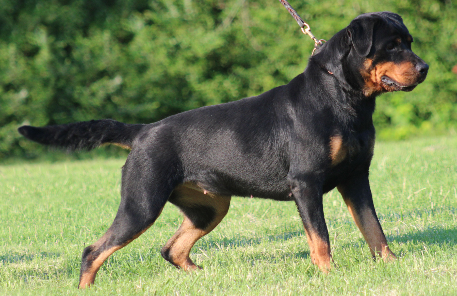 trung-thanh-va-dung-cam-giong-cho-rottweiler