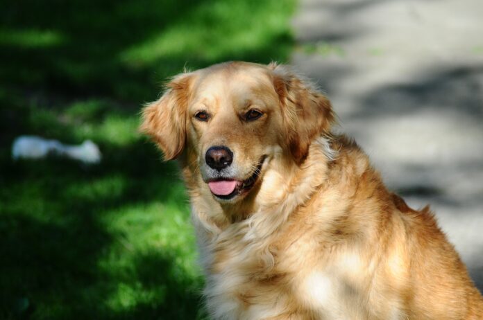 cach-nuoi-va-cham-soc-tot-nhat-cho-golden-retriever