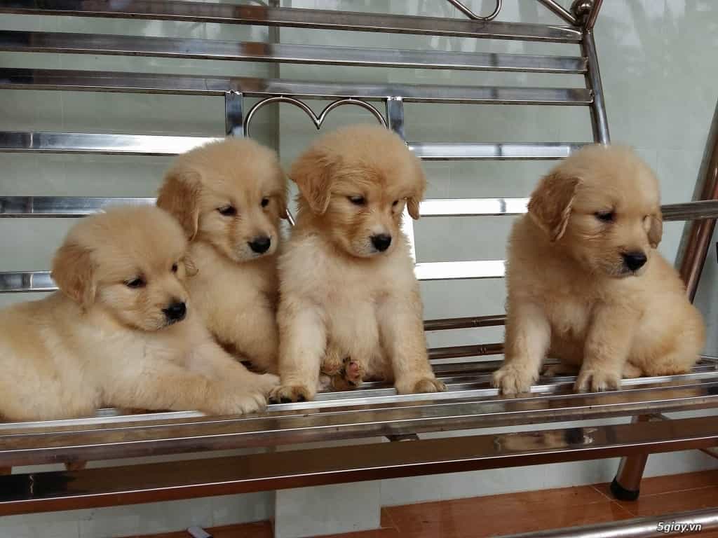 cach-nuoi-va-cham-soc-tot-nhat-cho-golden-retriever