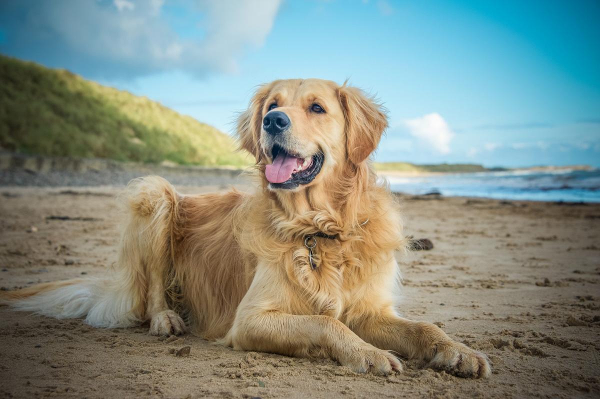 cach-nuoi-va-cham-soc-tot-nhat-cho-golden-retriever