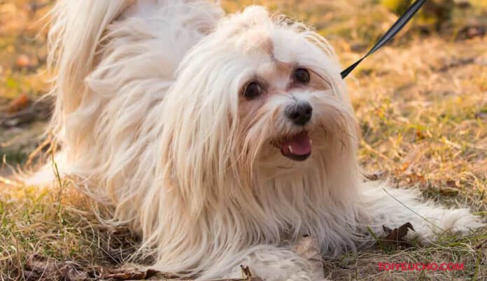 cham-soc-cho-havanese-cuc-cung-cua-gia-dinh