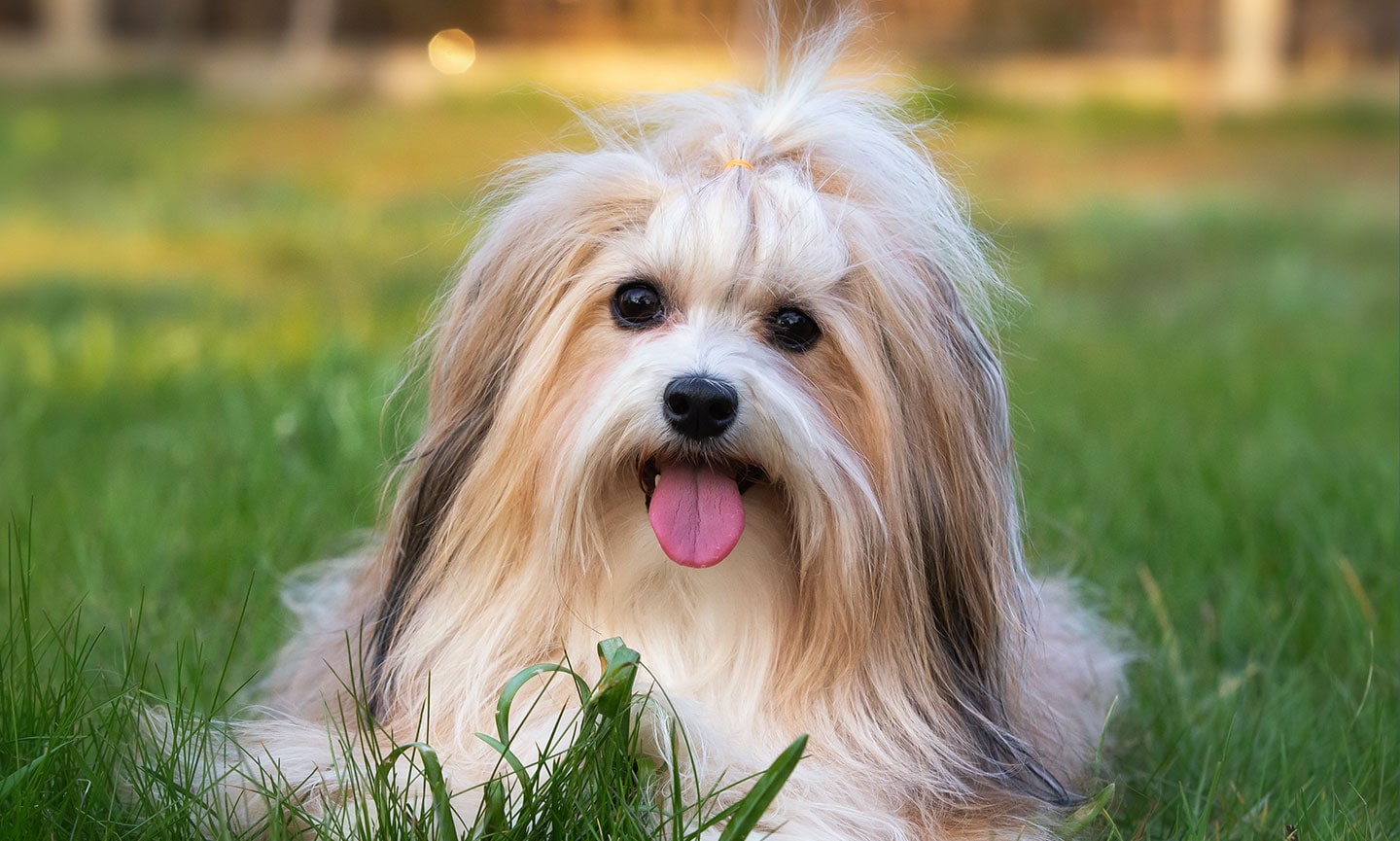 cham-soc-cho-havanese-cuc-cung-cua-gia-dinh