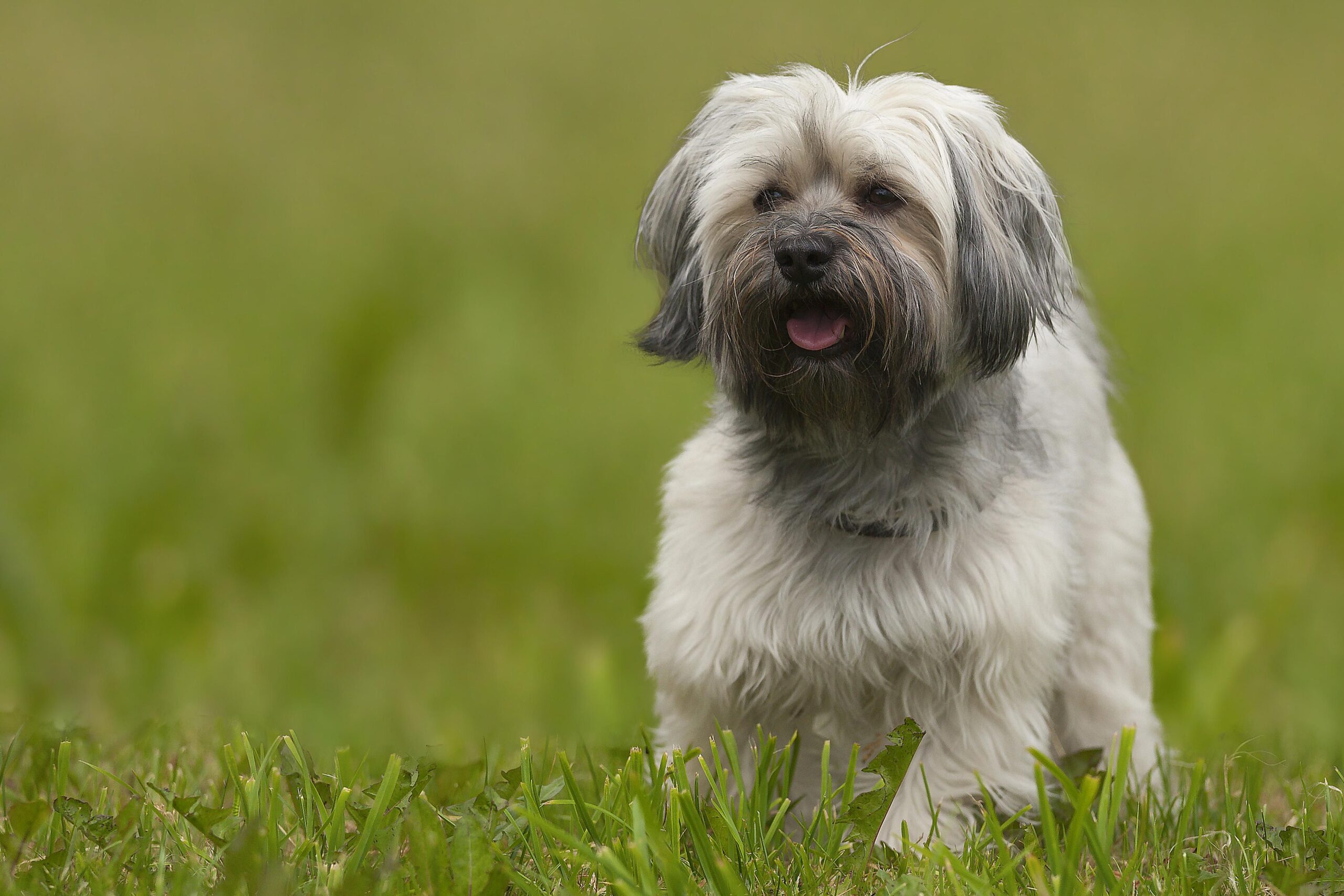 cham-soc-cho-havanese-cuc-cung-cua-gia-dinh