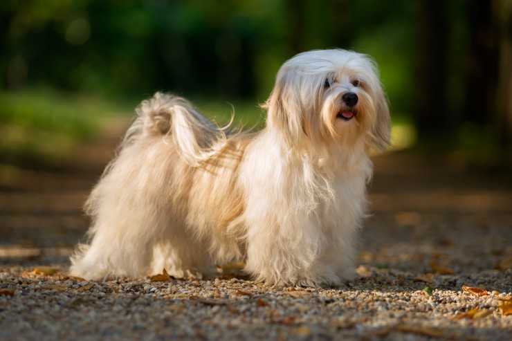 cham-soc-cho-havanese-cuc-cung-cua-gia-dinh