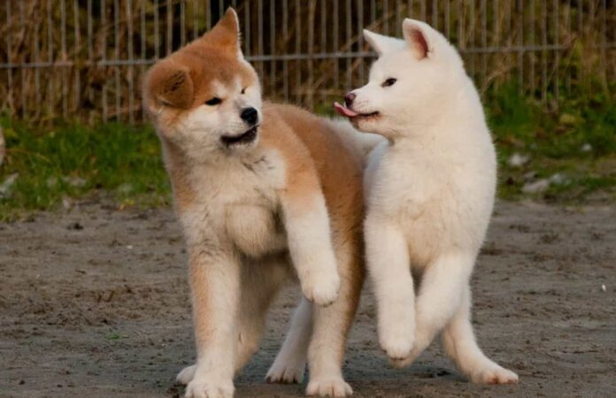 cho-akita-inu-bieu-tuong-cua-long-trung-thanh-va-may-man