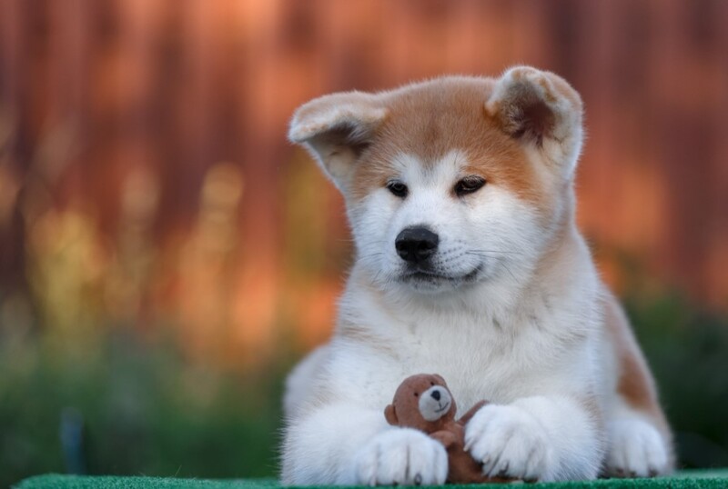 cho-akita-inu-bieu-tuong-cua-long-trung-thanh-va-may-man