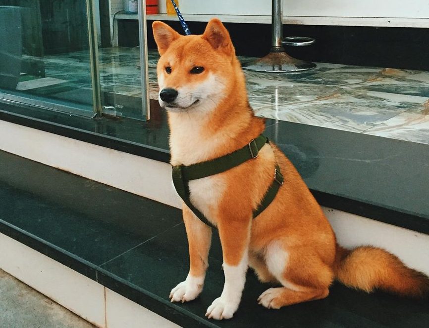 cho-akita-inu-bieu-tuong-cua-long-trung-thanh-va-may-man