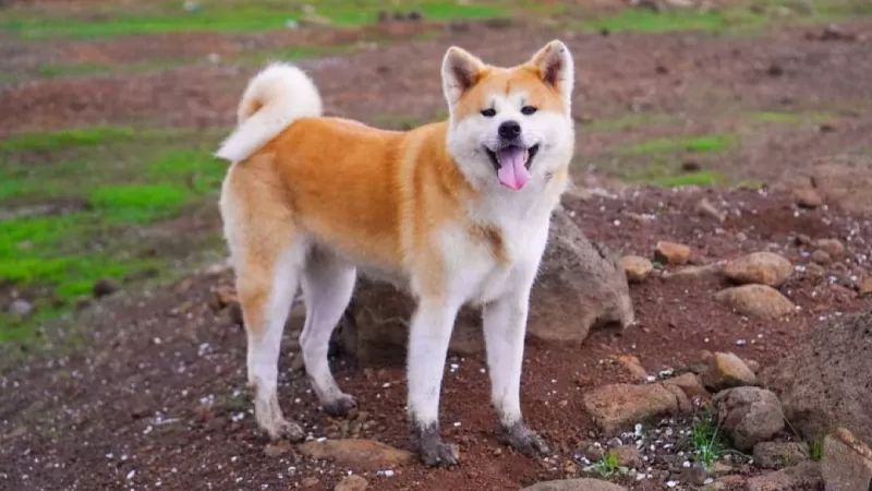 cho-akita-inu-bieu-tuong-cua-long-trung-thanh-va-may-man