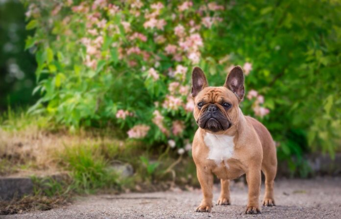 cho-french-bulldog-nguoi-ban-dong-hanh-vui-ve-va-hai-huoc