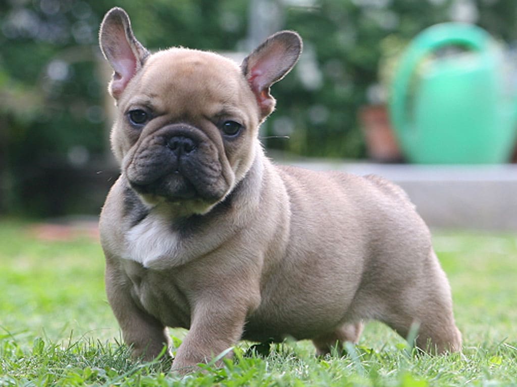 cho-french-bulldog-nguoi-ban-dong-hanh-vui-ve-va-hai-huoc