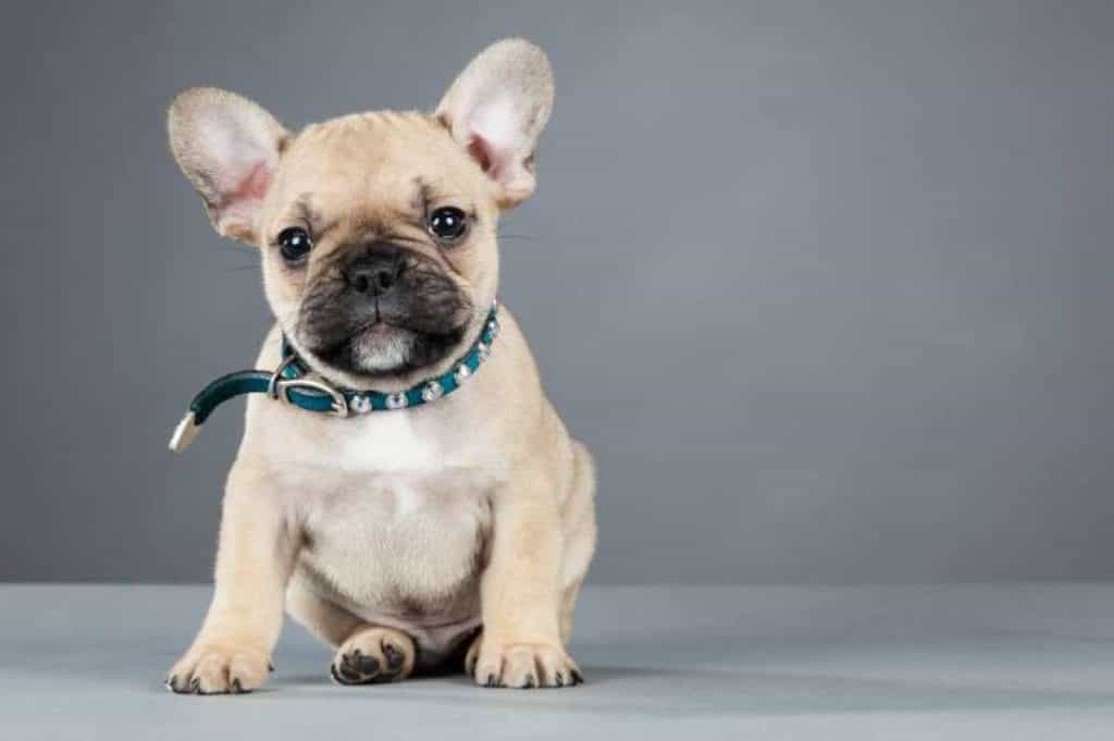 cho-french-bulldog-nguoi-ban-dong-hanh-vui-ve-va-hai-huoc