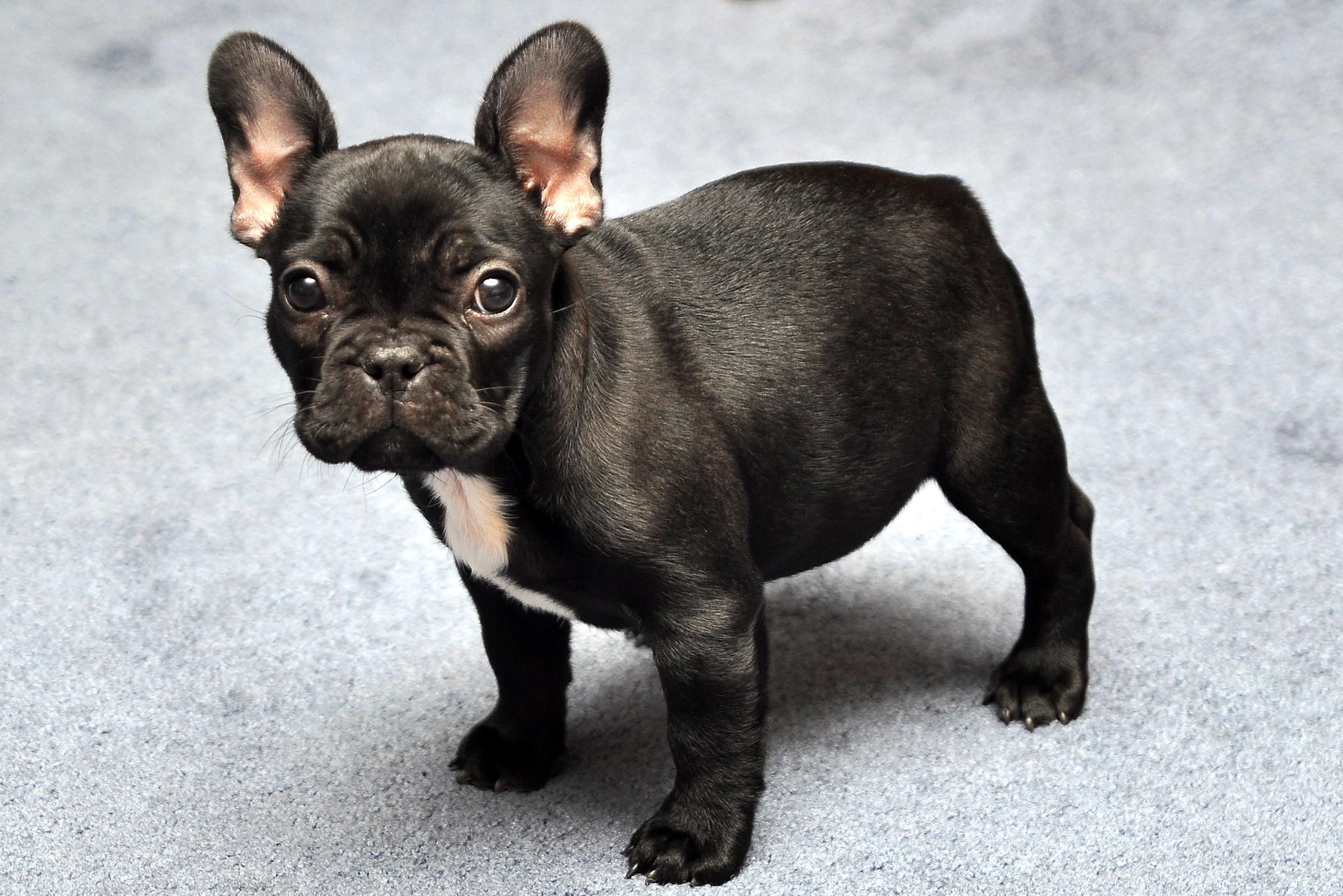 cho-french-bulldog-nguoi-ban-dong-hanh-vui-ve-va-hai-huoc