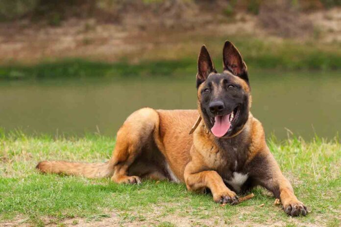 giong-cho-becgie-bi-malinois-va-kha-nang-danh-hoi