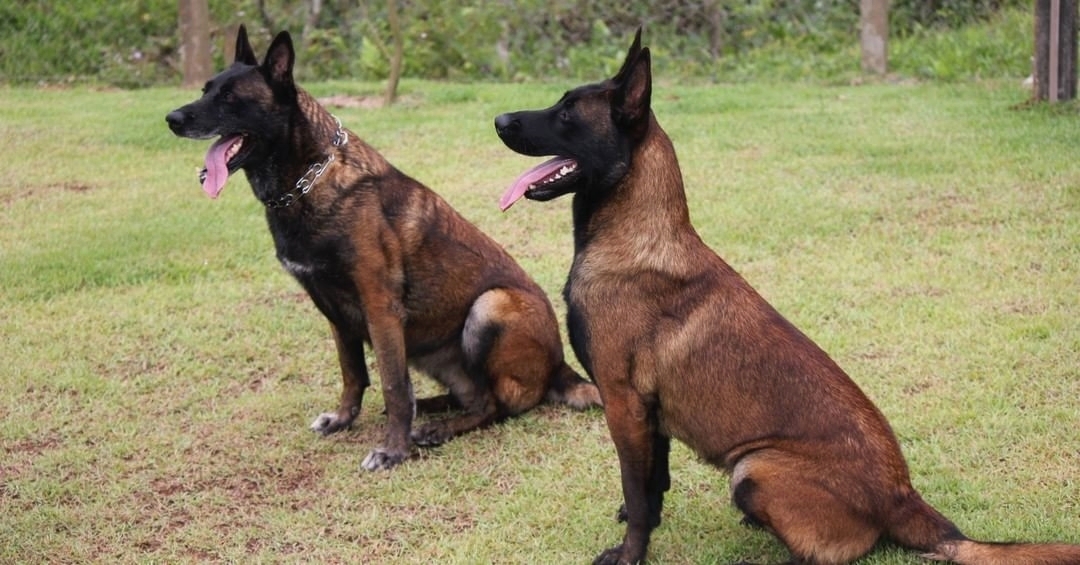 giong-cho-becgie-bi-malinois-va-kha-nang-danh-hoi