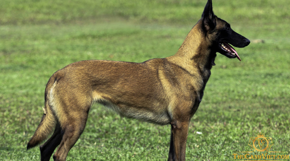 giong-cho-becgie-bi-malinois-va-kha-nang-danh-hoi