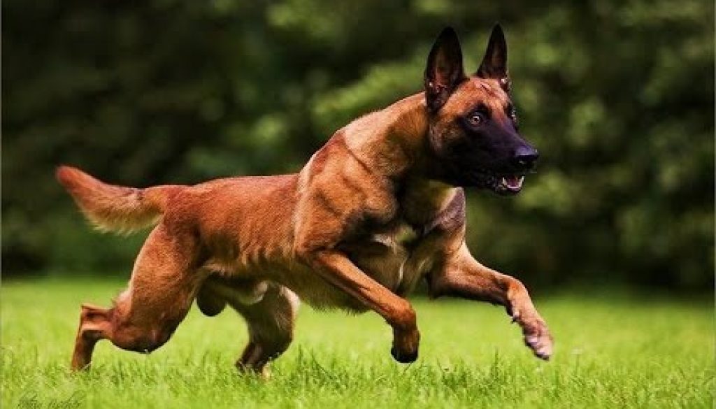 giong-cho-becgie-bi-malinois-va-kha-nang-danh-hoi