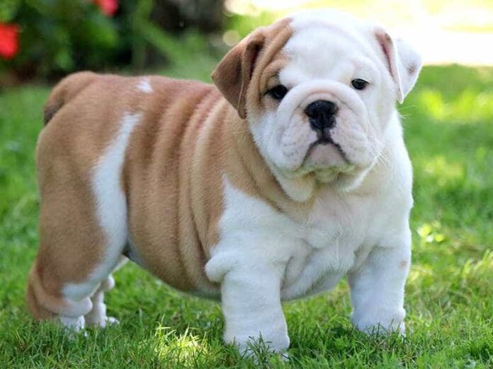 giong-cho-english-bulldog-ve-ngoai-ham-ho-nhung-dang-yeu