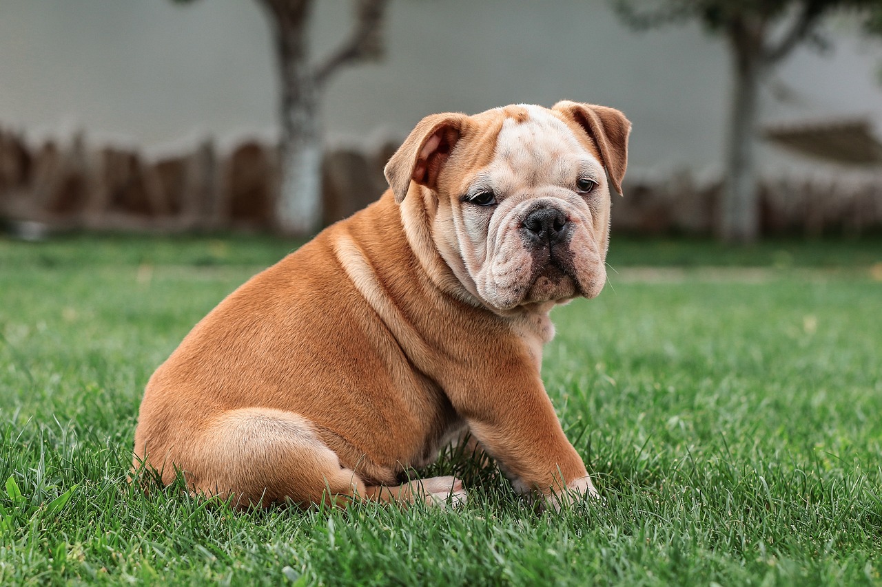 giong-cho-english-bulldog-ve-ngoai-ham-ho-nhung-dang-yeu