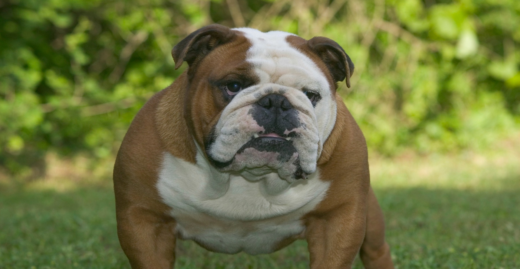 giong-cho-english-bulldog-ve-ngoai-ham-ho-nhung-dang-yeu