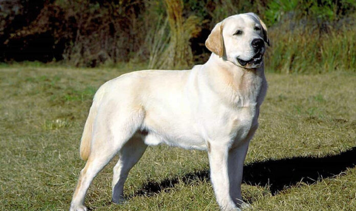 giong-cho-labrador-retriever-su-lua-chon-hoan-hao-cho-gia-dinh