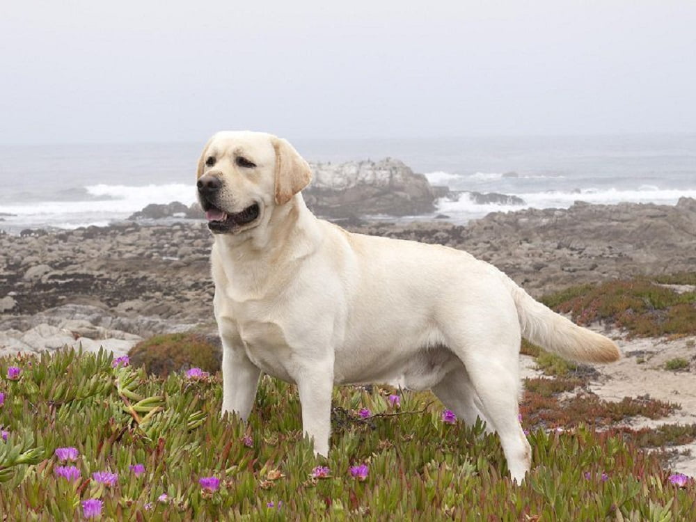 giong-cho-labrador-retriever-su-lua-chon-hoan-hao-cho-gia-dinh