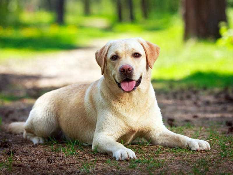 giong-cho-labrador-retriever-su-lua-chon-hoan-hao-cho-gia-dinh