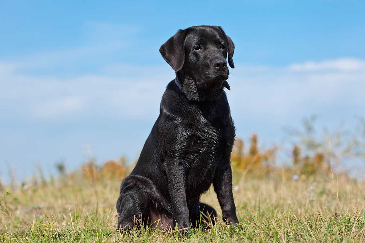 giong-cho-labrador-retriever-su-lua-chon-hoan-hao-cho-gia-dinh