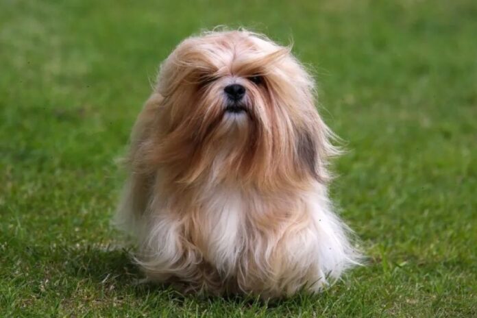 giong-cho-lhasa-apso-cho-su-tu-cua-tibet