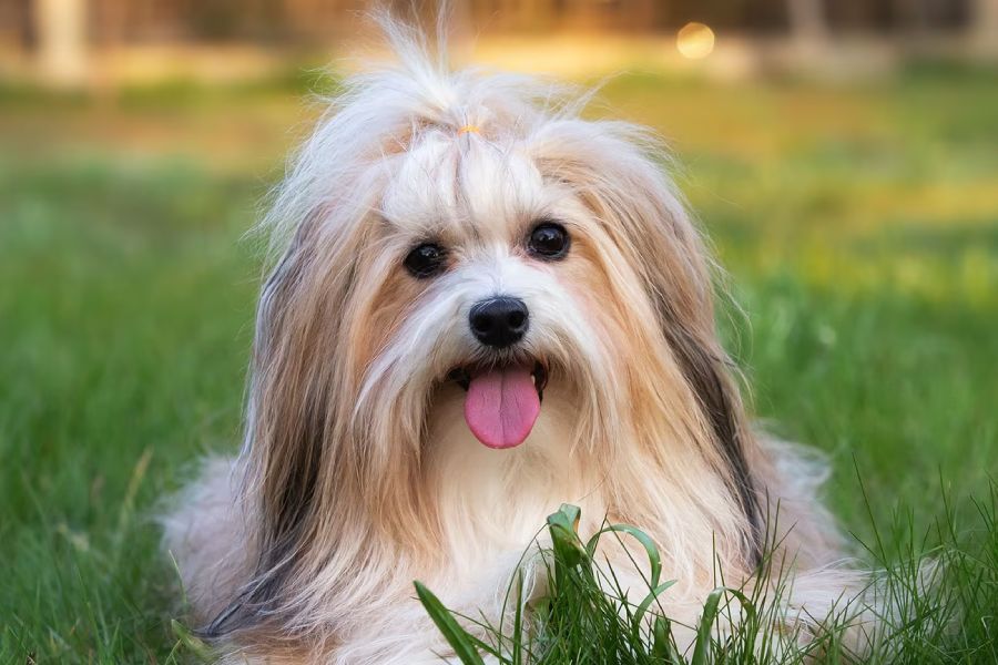 giong-cho-lhasa-apso-cho-su-tu-cua-tibet