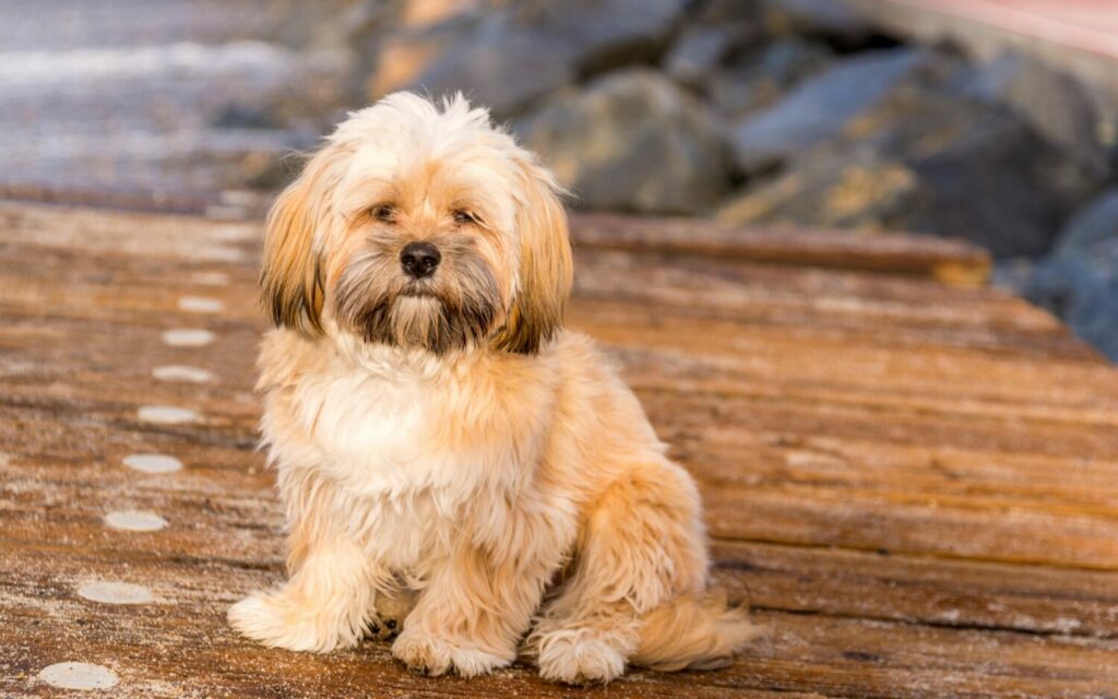 giong-cho-lhasa-apso-cho-su-tu-cua-tibet