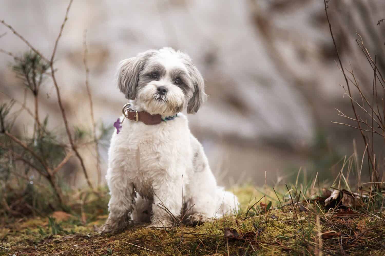 giong-cho-lhasa-apso-cho-su-tu-cua-tibet